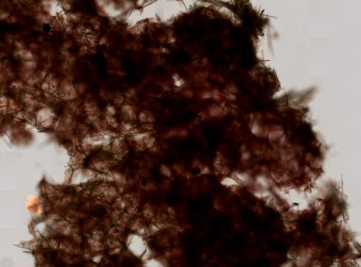 Iophon sp.