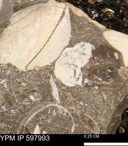 Protocardia?