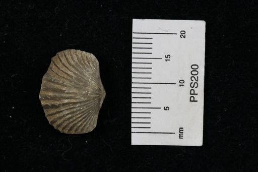 Platystrophia sp.