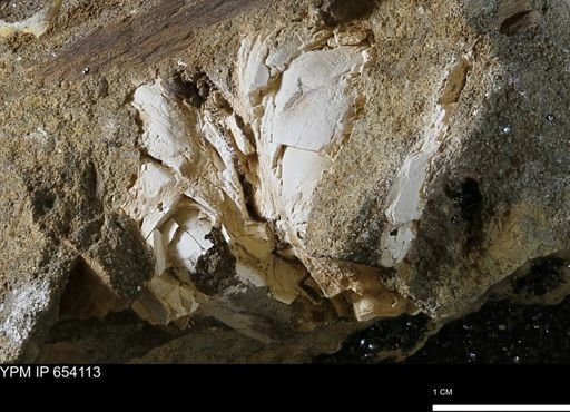 Bivalvia