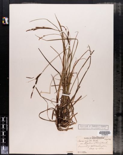 Carex bigelowii