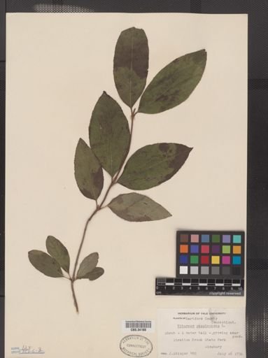 Viburnum cassinoides