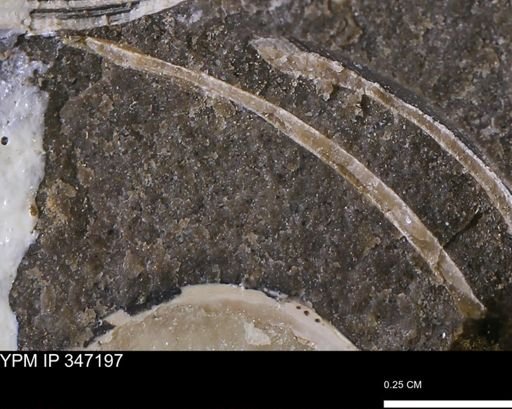 undet. Bivalvia