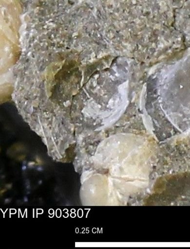 Corbulamella?