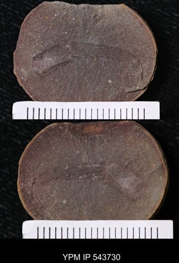 undet. Crustacea