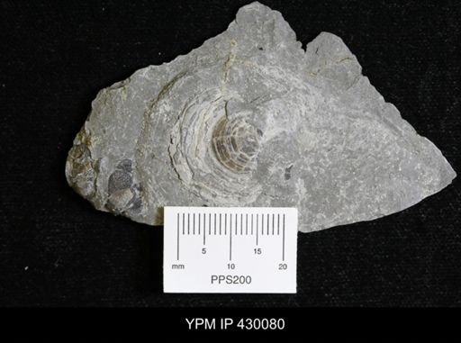 Athyris spiriferoides