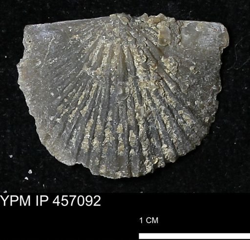 Stropheodonta sp.