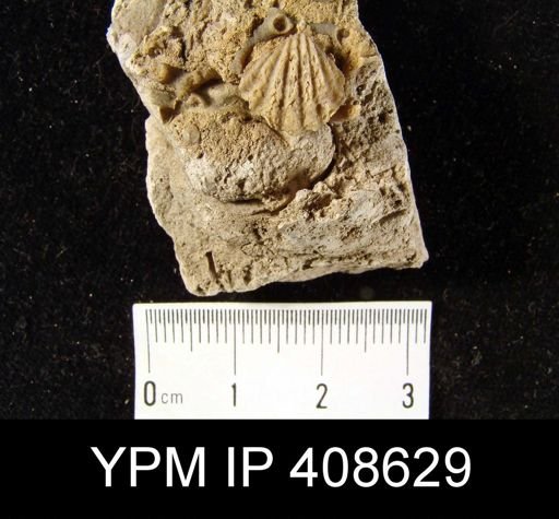 undet. Atrypida