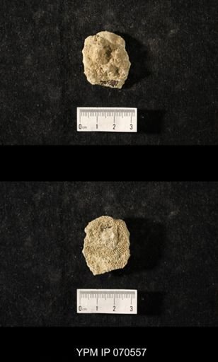 Favosites louisvillensis