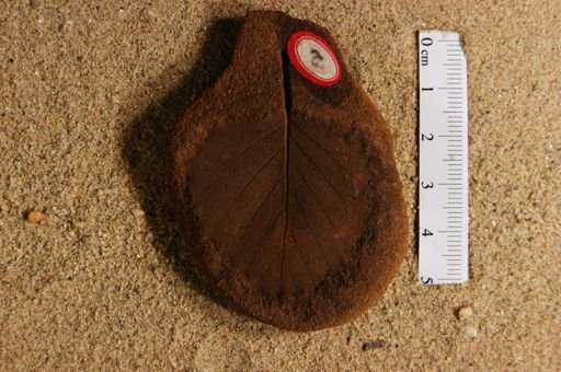 Betulites westii latifolius
