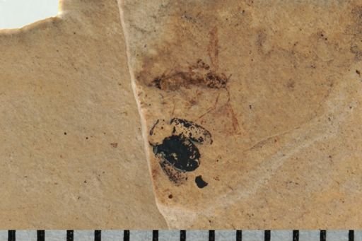 undet. Diptera