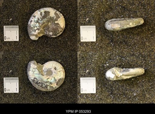 Discoscaphites conradi