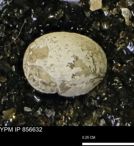Euspira sp.