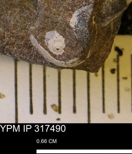 undet. Gastropoda