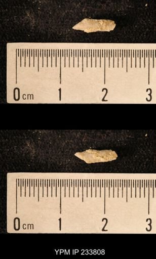 Archaeocidaris sp.