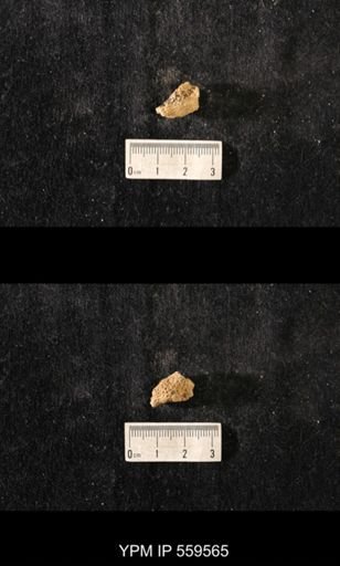 Brachiospongia digitata