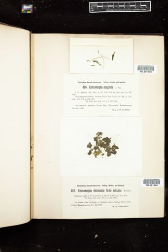 Enteromorpha micrococca