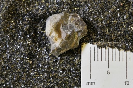 undet. Bivalvia