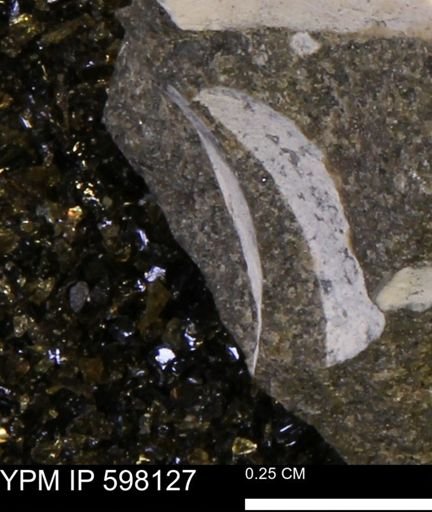 Limopsis striatopunctatus