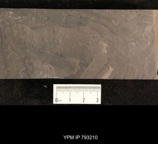 Mormolucoides articulatus