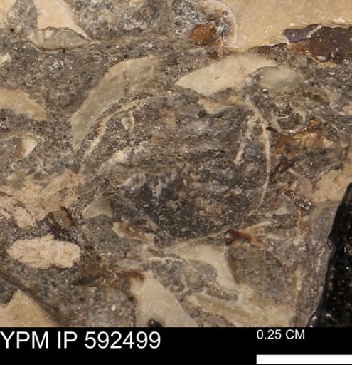 undet. Ammonoidea