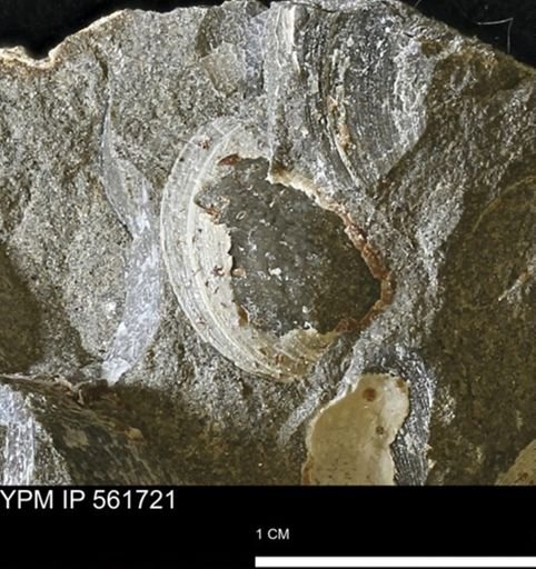 undet. Bivalvia