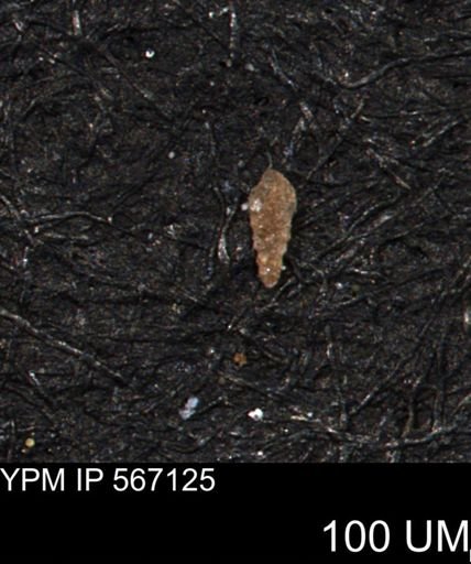 Verneuilina canadensis