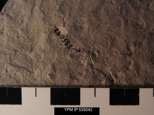 undet. Rhynchonellida