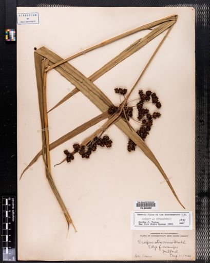 Scirpus atrovirens