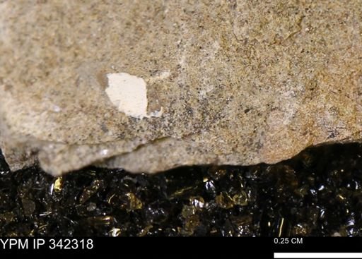 undet. Mollusca