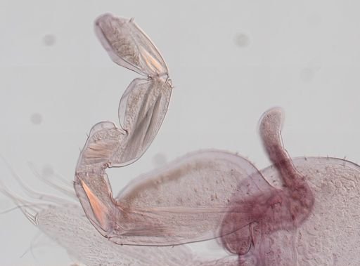 Platorchestia platensis