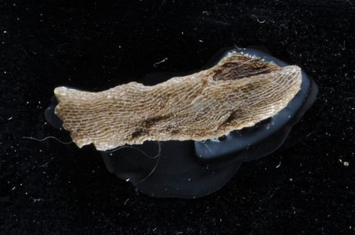 Biflustra tenuis