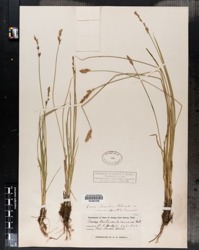 Carex prairea