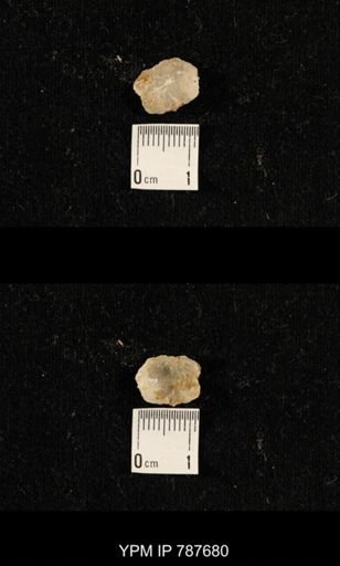 undet. Brachiopoda