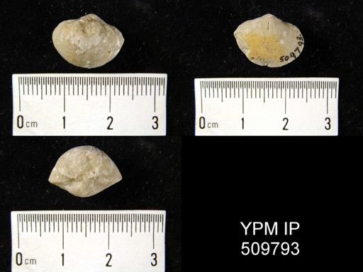 undet. Uncinuloidea