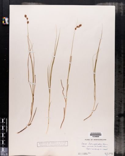 Carex hormathodes