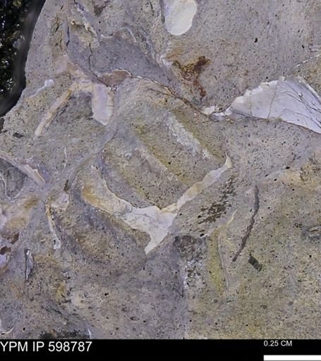 Hoploscaphites?