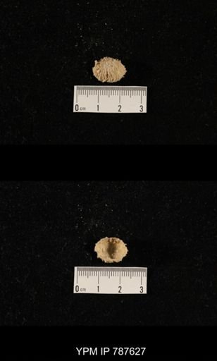 undet. Brachiopoda