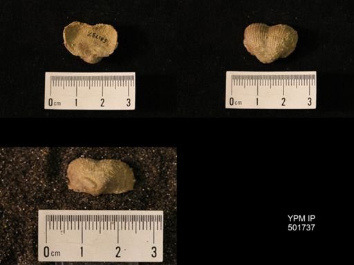 Marginifera lasallensis