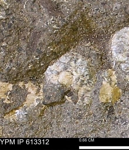 Scaphites sp.