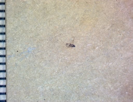 Diptera?