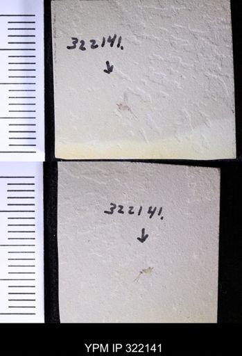 undet. Hymenoptera