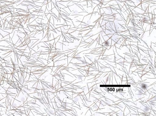 Neopetrosia subtriangularis
