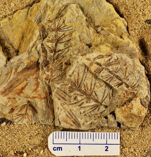 Asterophyllites equisetiformis