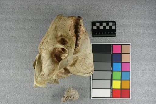 Eporeodon major