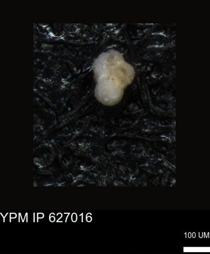 undet. Rugoglobigerinidae