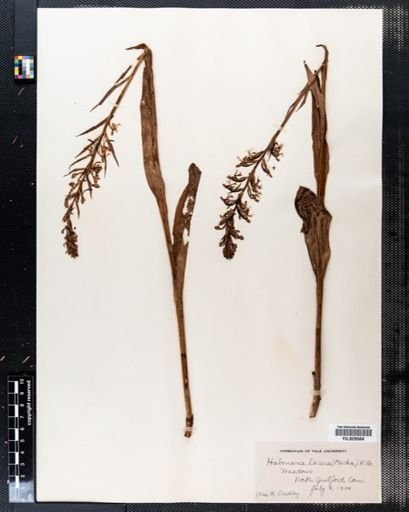 Habenaria lacera
