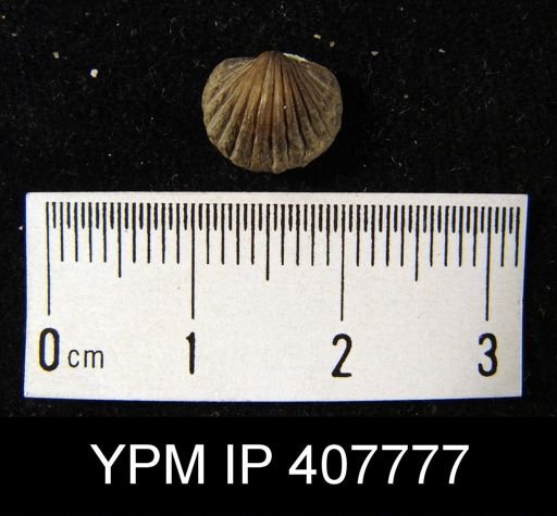 Anoplotheca hemispherica