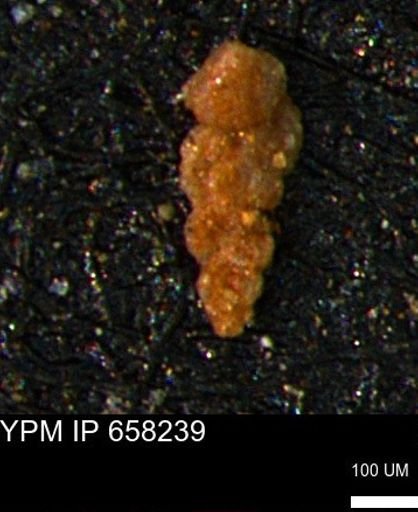 Verneuilinoides kansasensis