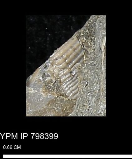 Brachidontes sp.